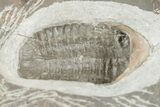 Ventral Austerops Trilobite - Jorf, Morocco #204489-2